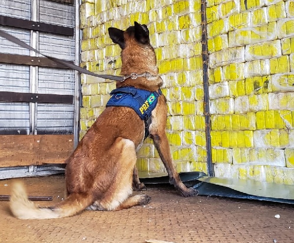 PRF apreende 906 Kg de maconha dentro de caminhão de mudança no DF