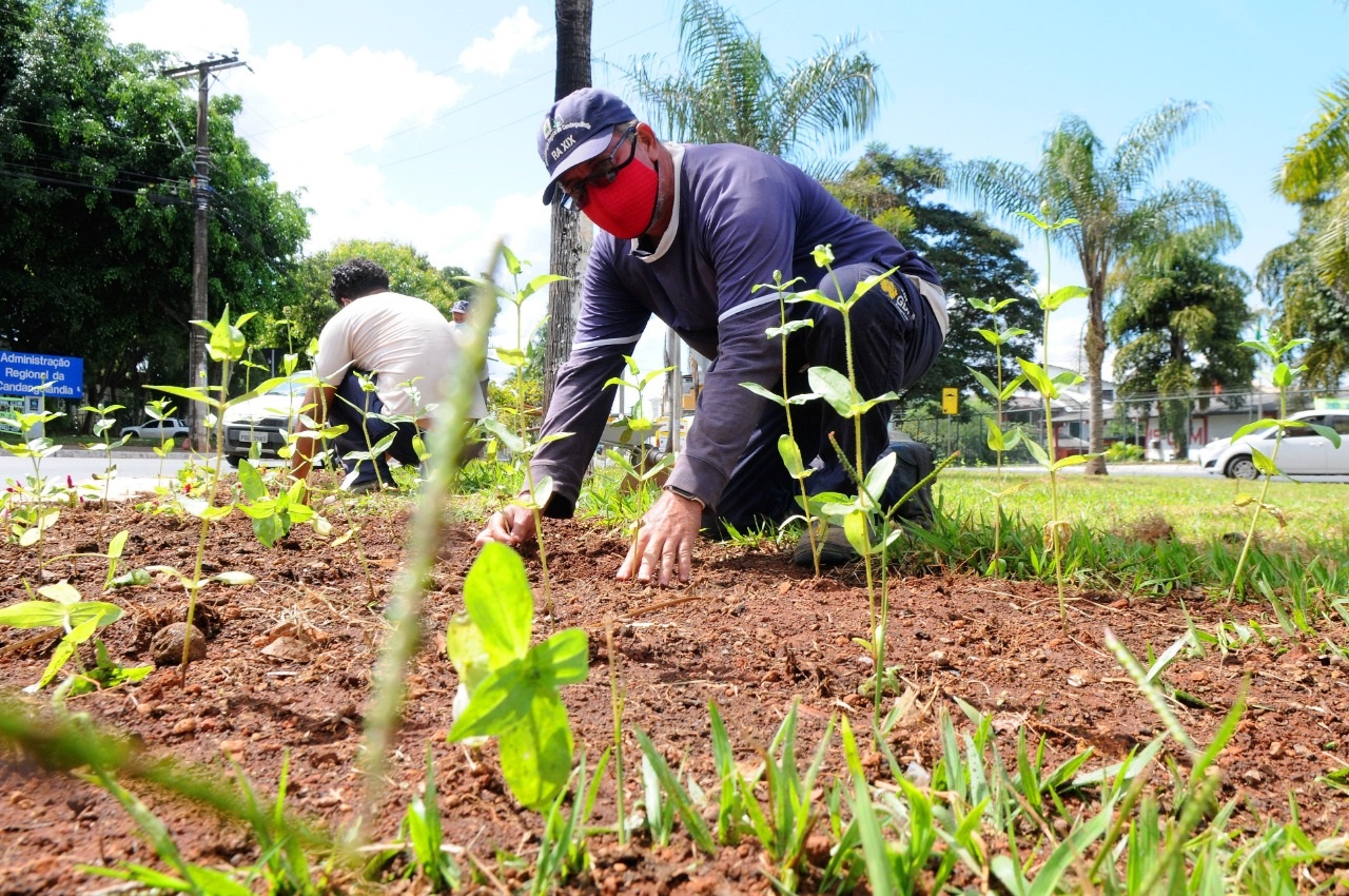 Flores começam a embelezar a Candangolândia