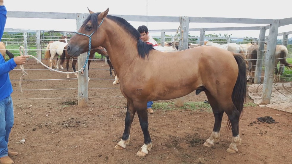 Cavalo usado para terapia de crianças com deficiência é encontrado morto em campus do IFB, em Planaltina