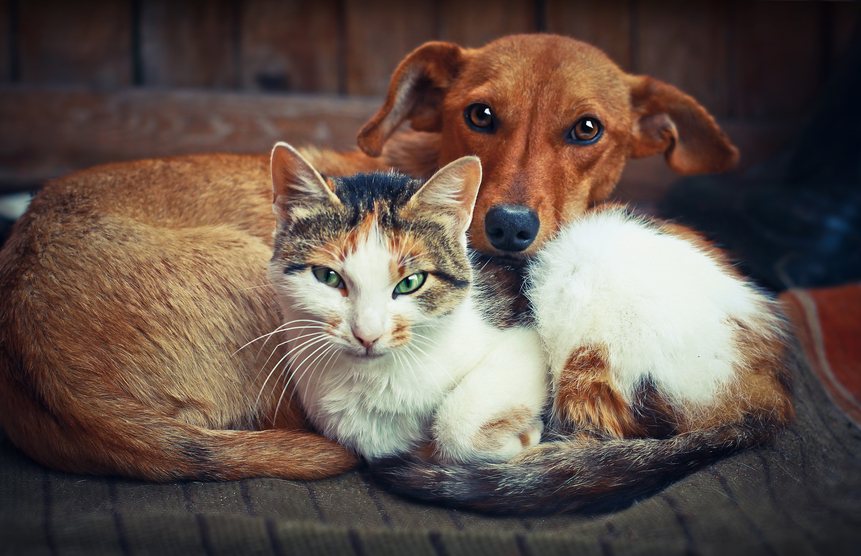 4ª Campanha de Castração de Cães e Gatos no DF