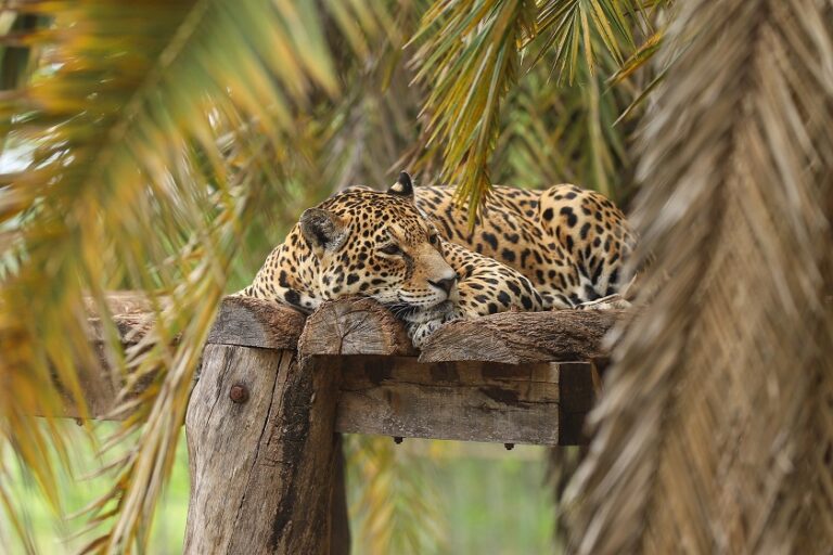 No Zoo de Brasília, animais têm prevenção contra câncer de mama