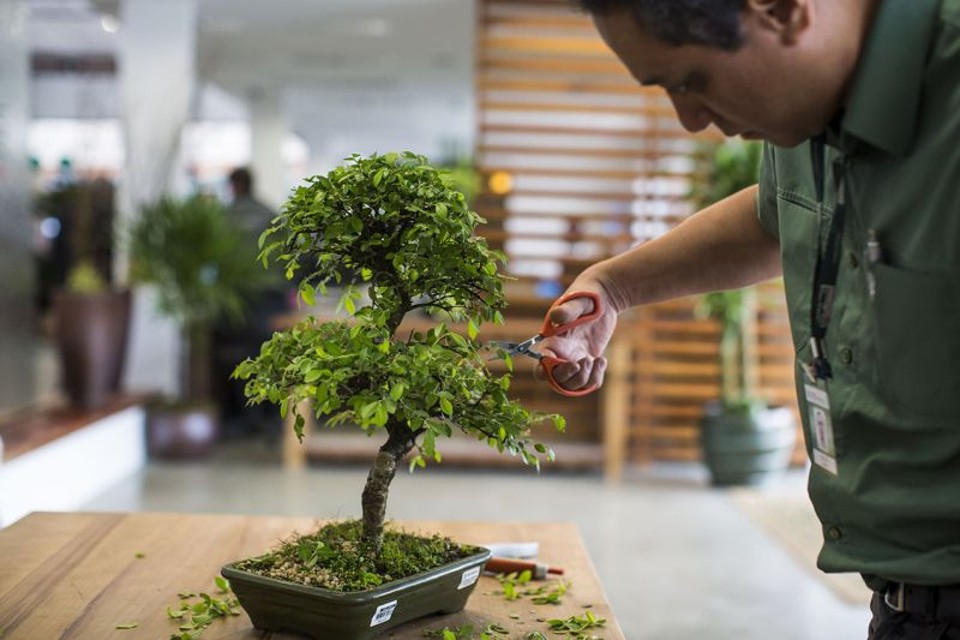 Como cuidar de um bonsai?