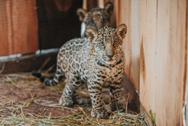 George e Peter são as oncinhas do zoo de Brasília