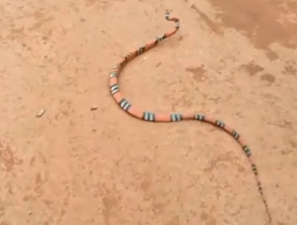 Cobra coral é encontrada dentro de casa em Planaltina, no DF; vídeo mostra resgate