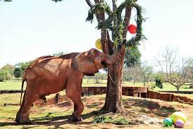 Elefante Chocolate completa 30 anos com festa no Zoológico de Brasília