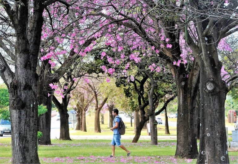 Árvores e flores são um atrativo à parte na capital