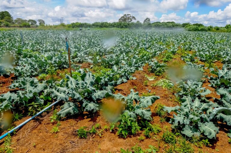 GDF investe R$ 11,1 milhões em reforma de canais rurais