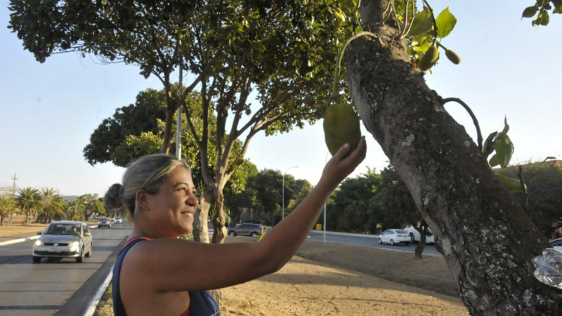 DF é pomar a céu aberto