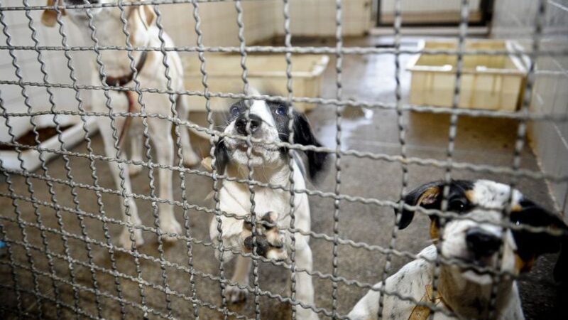 Governo proíbe uso de animais em testes para cosméticos e perfumes