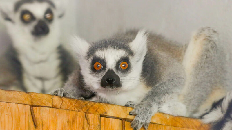 Zoológico de Brasília acolhe casal de lêmures-de-cauda-canelada