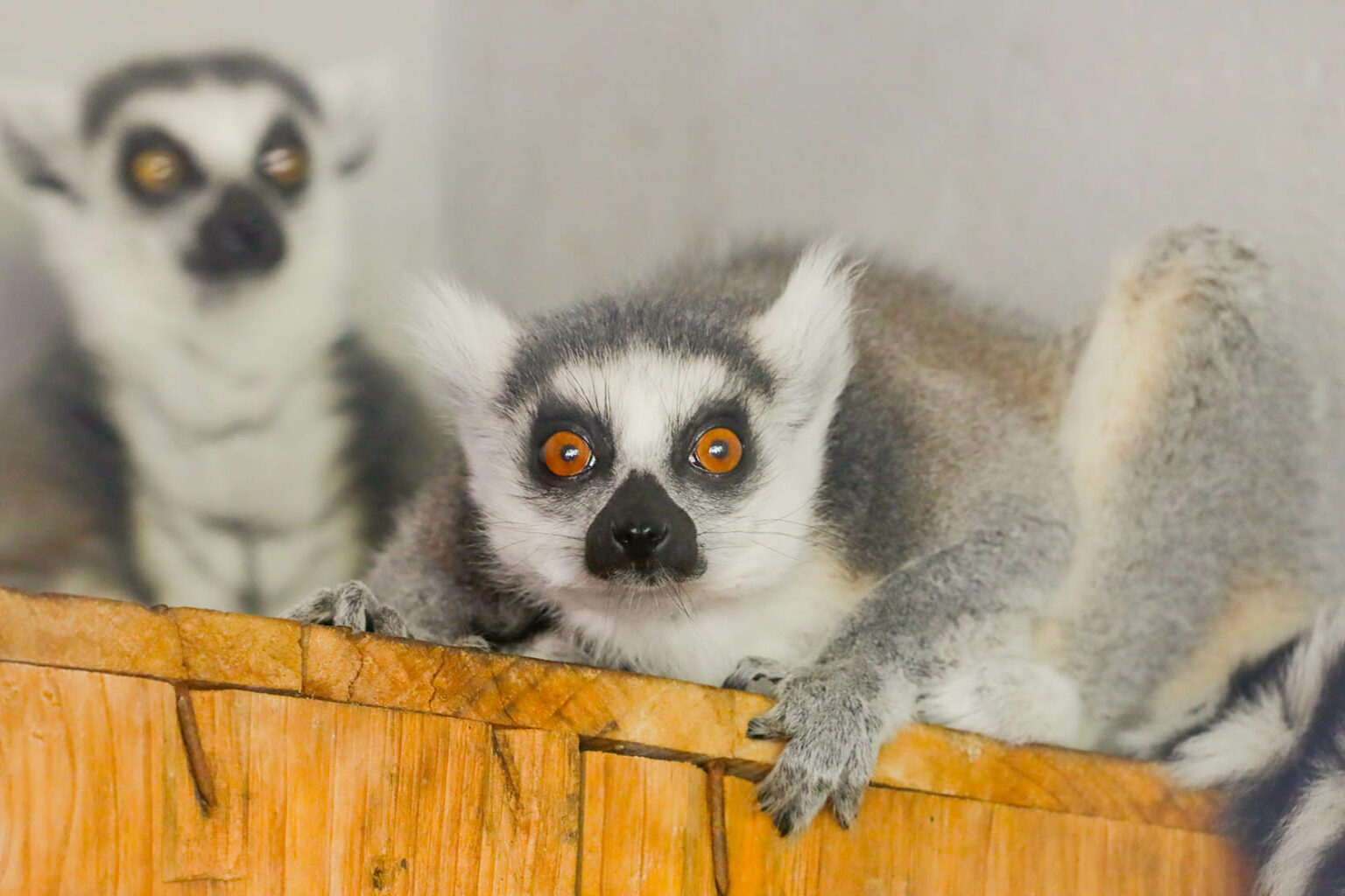 Zoológico de Brasília acolhe casal de lêmures-de-cauda-canelada