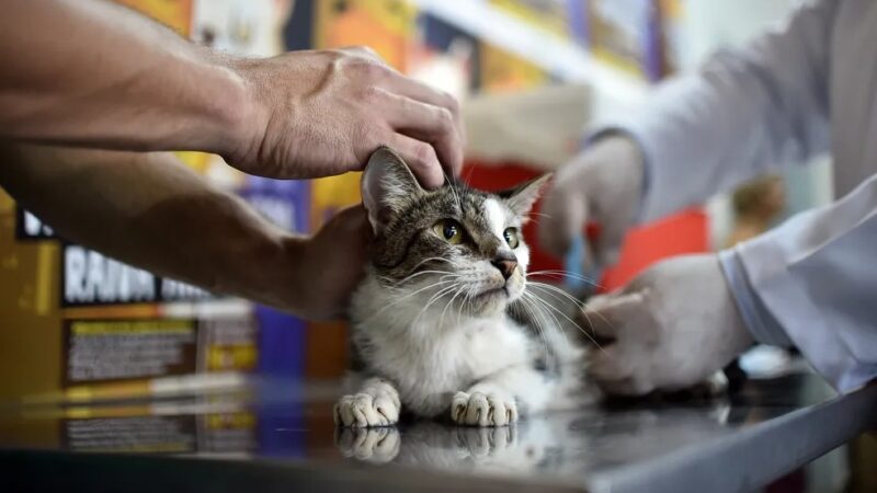 Parque da Cidade terá drive-thru para vacinação de cães e gatos