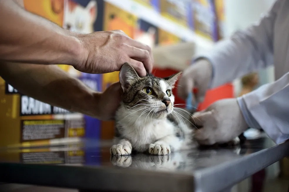 Parque da Cidade terá drive-thru para vacinação de cães e gatos