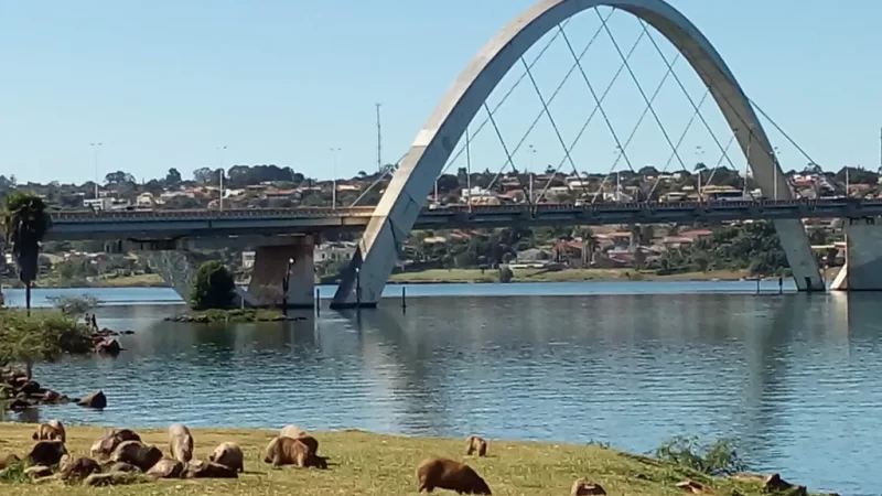 Carrapatos na orla do Lago Paranoá preocupam população