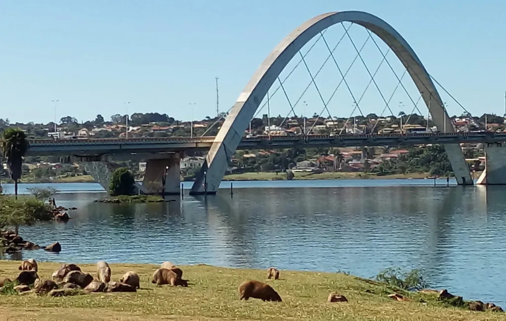 Carrapatos na orla do Lago Paranoá preocupam população