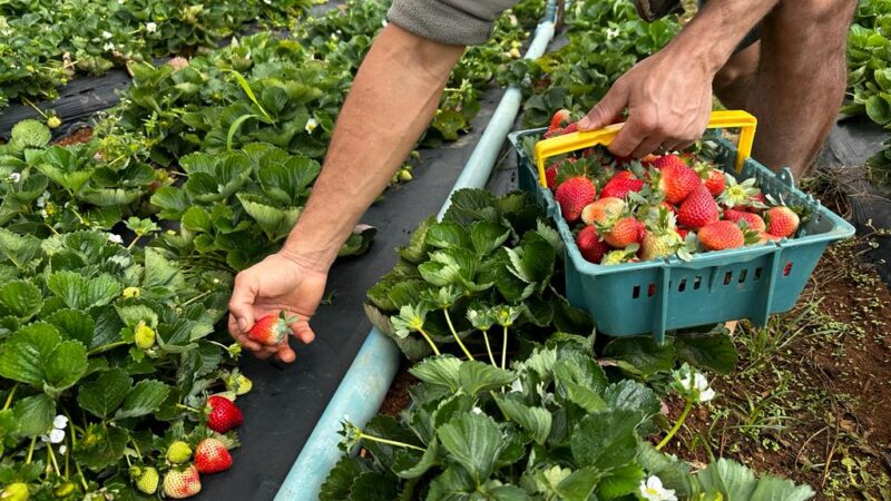 Tecnologia e manejo adequado contribuem para a produção de morango orgânico