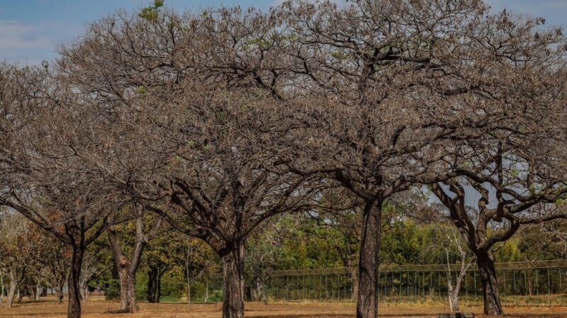 Semana quente e seca deve marcar fim do inverno no DF