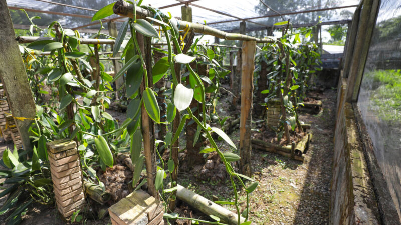 Conheça o cultivo da especiaria no DF