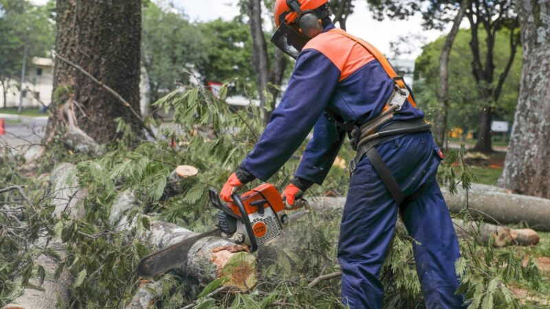 Entenda por que algumas árvores precisam ser removidas de vias públicas