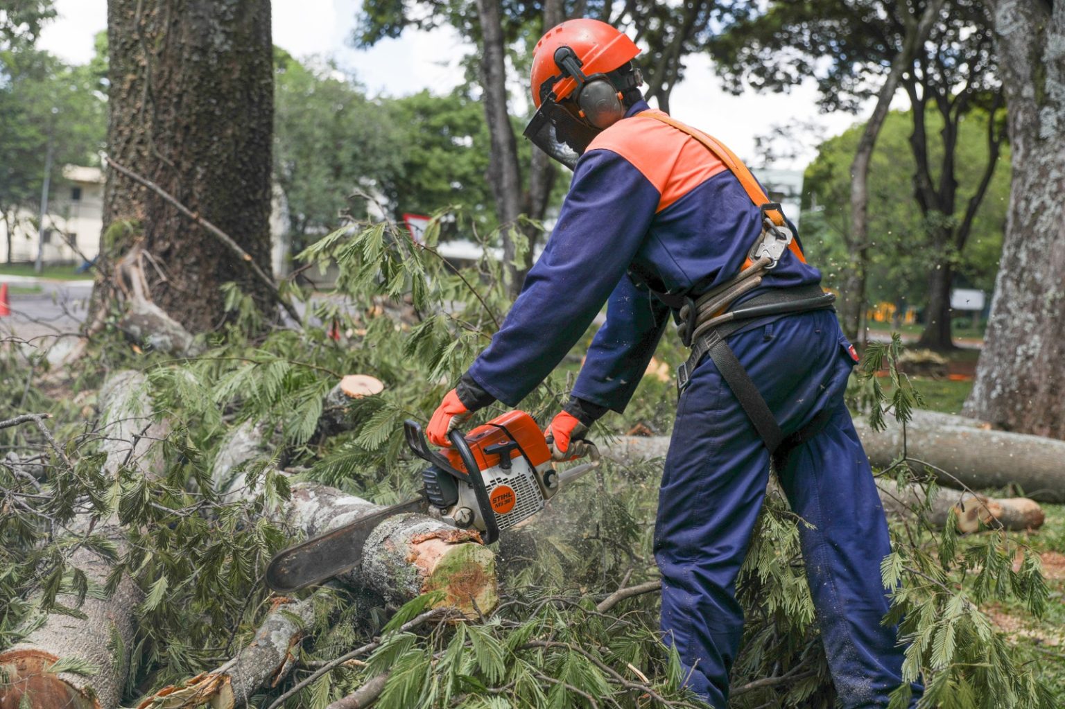 Entenda por que algumas árvores precisam ser removidas de vias públicas