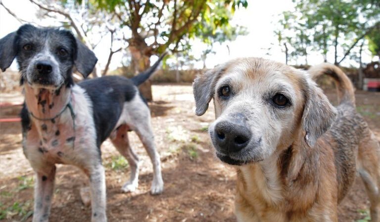 Cresce o número de apurações de maus-tratos a animais no Distrito Federal