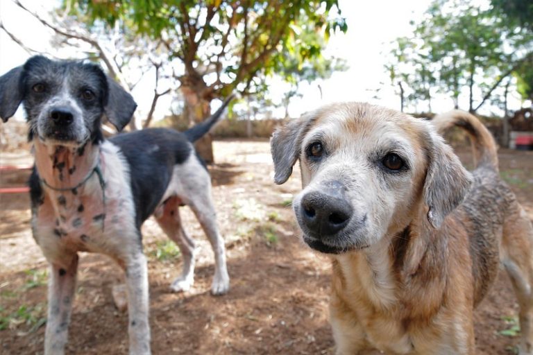 Cresce o número de apurações de maus-tratos a animais no Distrito Federal