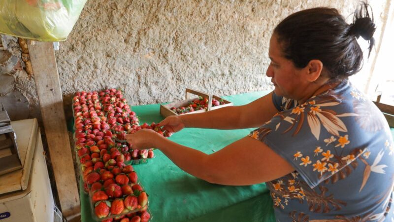 DF fará maior compra de alimentos da agricultura familiar para escolas da história