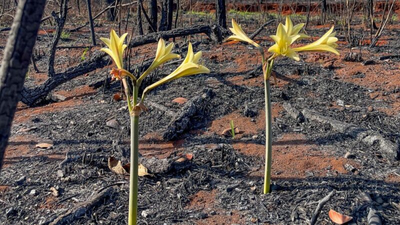 Flores brotam em meio a cenário devastado por incêndio florestal nas proximidades da Torre Digital