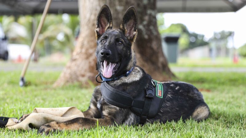 BPCães recebe dois novos filhotes para reforçar atividades policiais