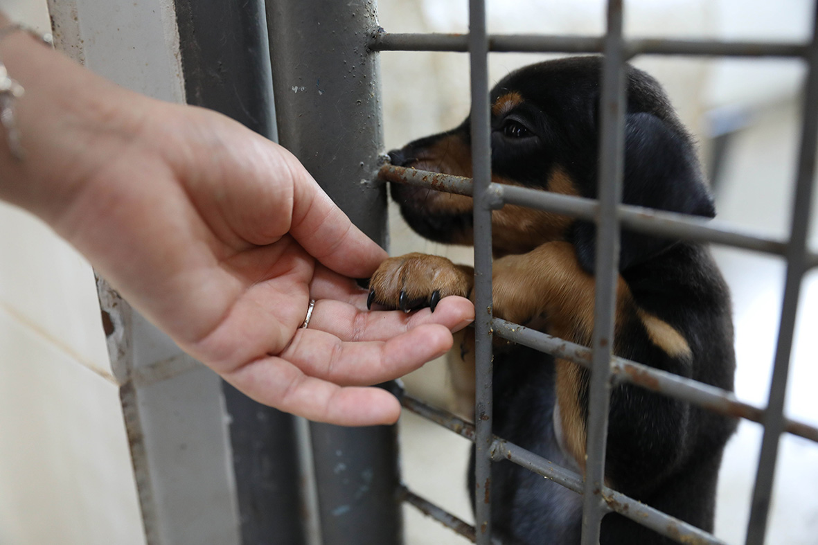 Cães estão à espera de um novo lar na Zoonoses do DF