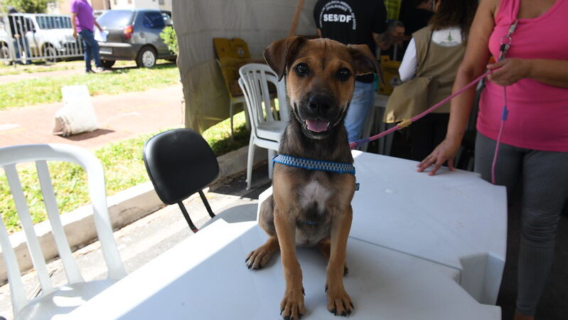 GDF Mais Perto do Cidadão inscreve animais para castração no Sol Nascente