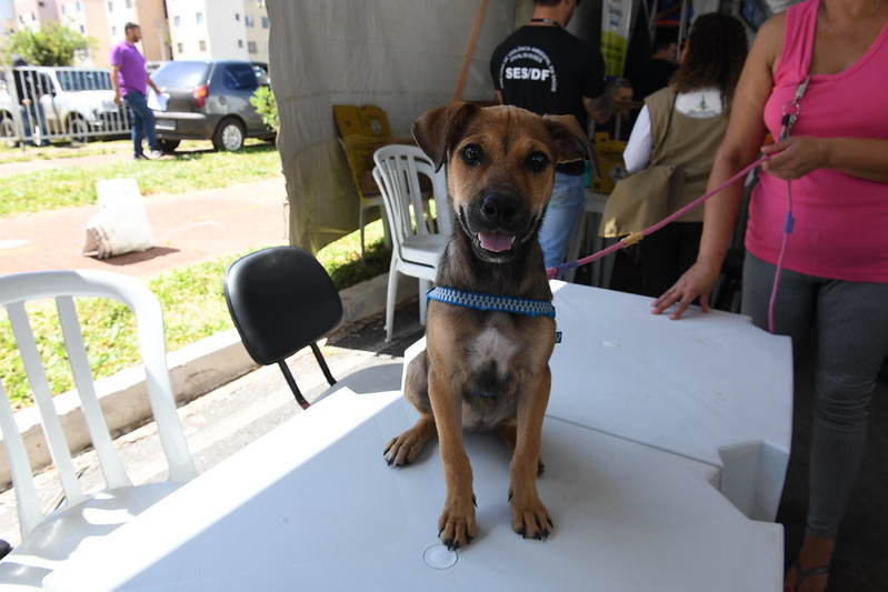 GDF Mais Perto do Cidadão inscreve animais para castração no Sol Nascente