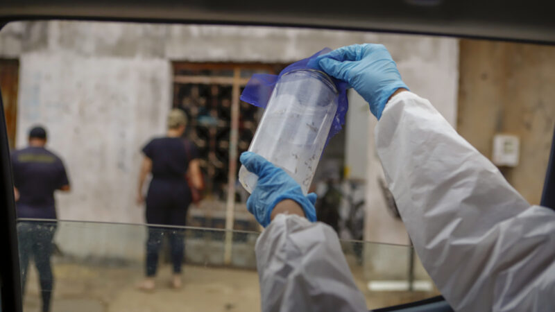 Wolbitos são soltos no Distrito Federal para ajudar no combate à dengue