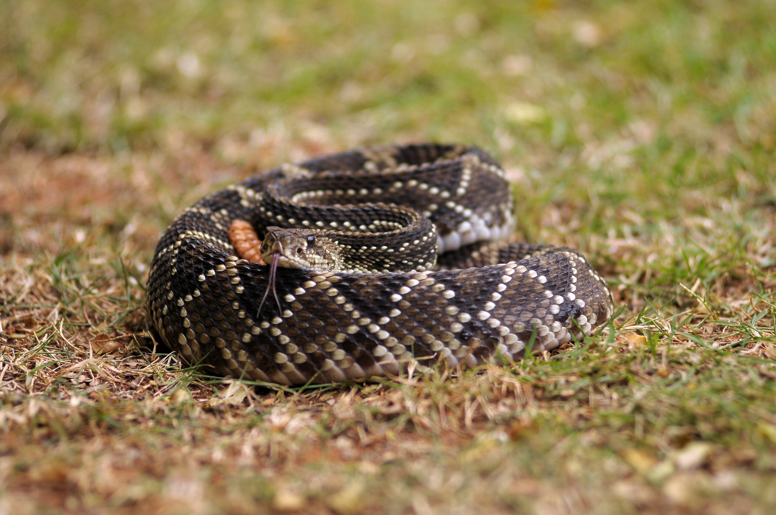 Primeiros cuidados e rapidez em busca de atendimento são fundamentais em casos de acidentes com serpentes