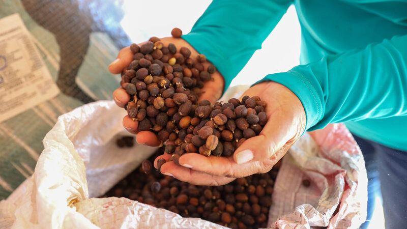 Distrito Federal celebra Dia Internacional do Café com 193 produtores e crescimento da cafeicultura local