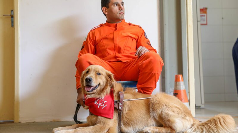 Cães-guia do Corpo de Bombeiros buscam famílias para nova fase do projeto