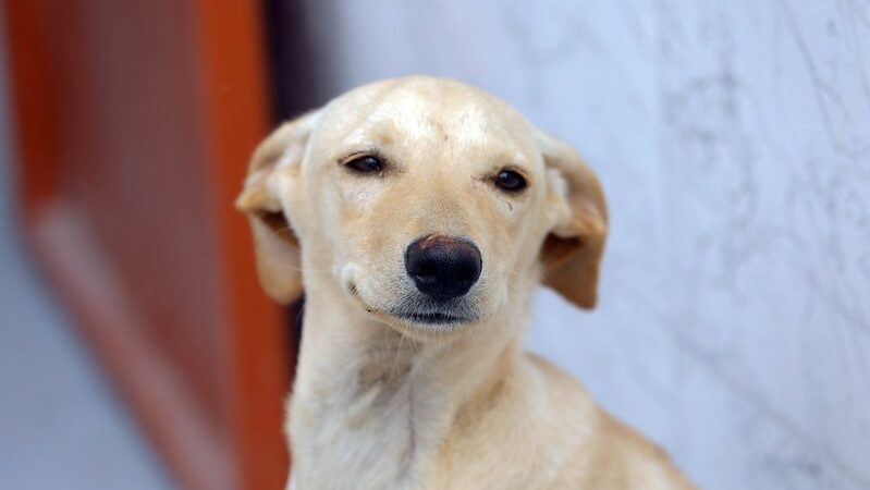 BRB inicia distribuição e pagamento dos cartões Ração e Castração