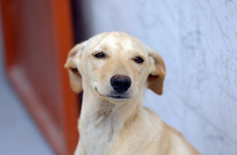 BRB inicia distribuição e pagamento dos cartões Ração e Castração