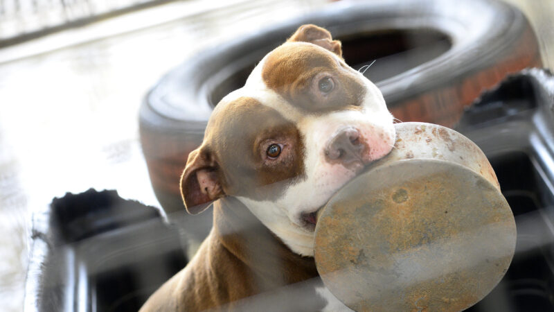 Cães resgatados pela Zoonoses esperam por um novo lar