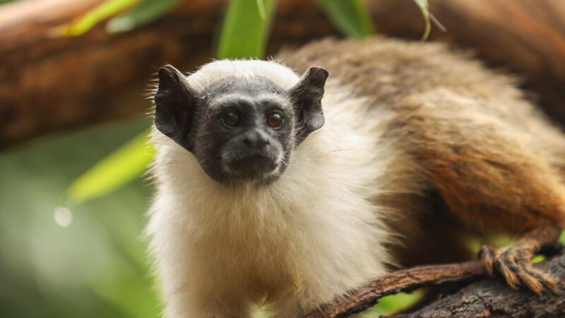 Zoo de Brasília abre enquete para escolher nomes dos filhotes de sauim-de-coleira