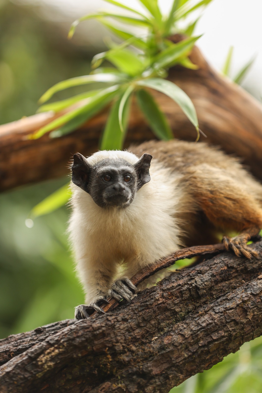 Zoo de Brasília abre enquete para escolher nomes dos filhotes de sauim-de-coleira
